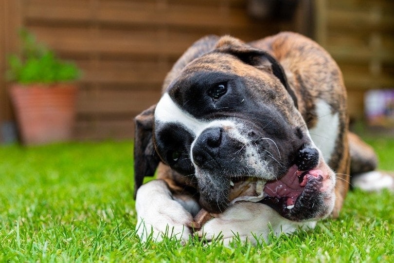 dog gnawing bone