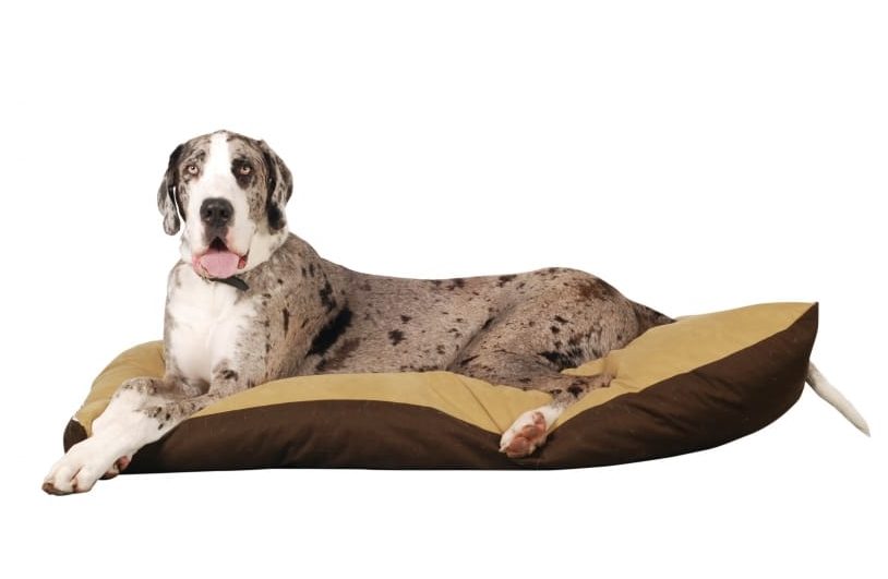great dane dog bed