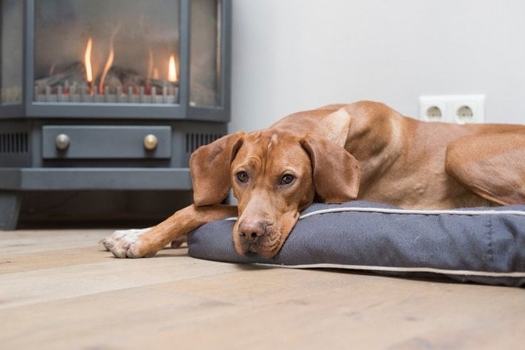 dog heater