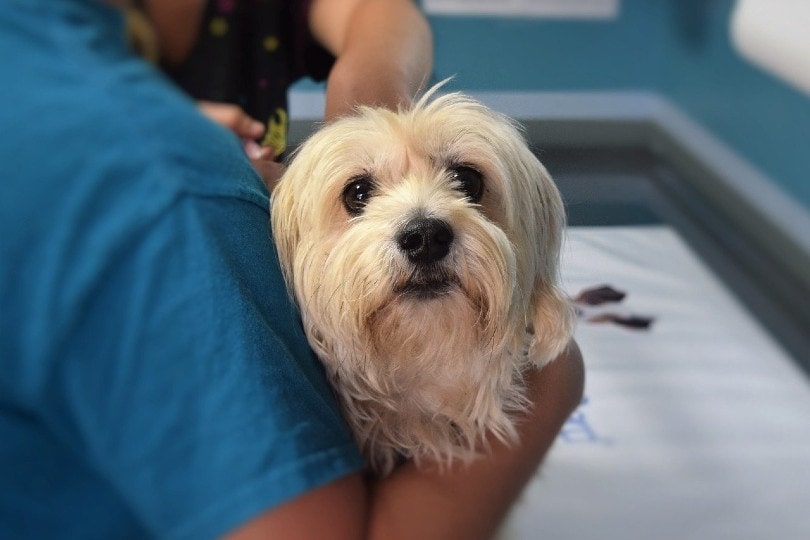 dog held by a vet