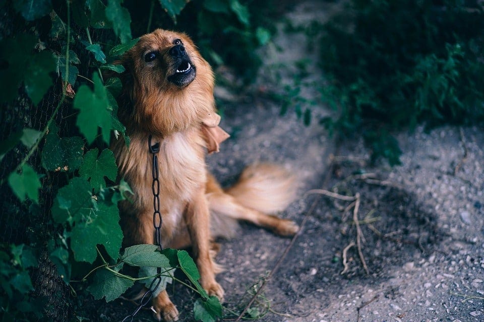 dog howling