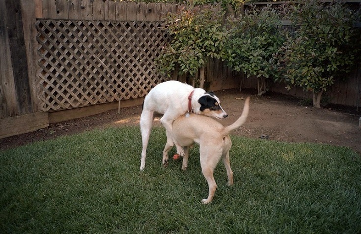 dog humping