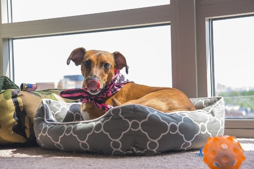 dog in a dog bed licking