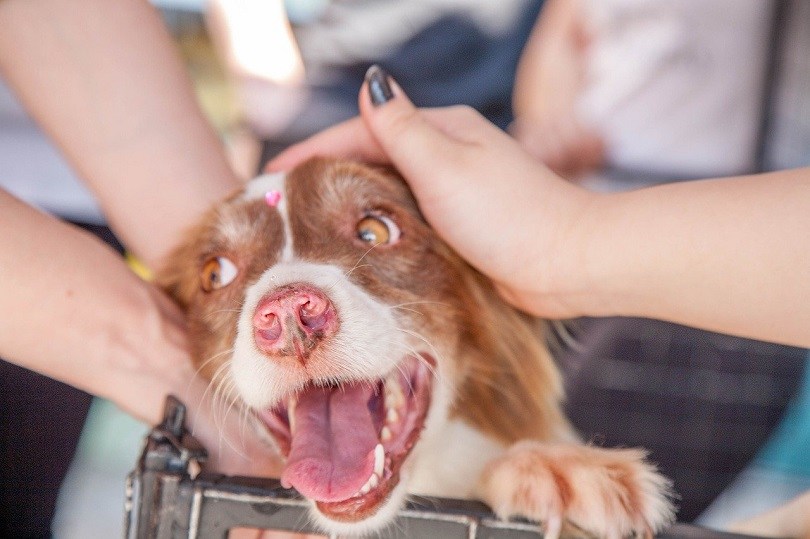 dog in adoption happy pets