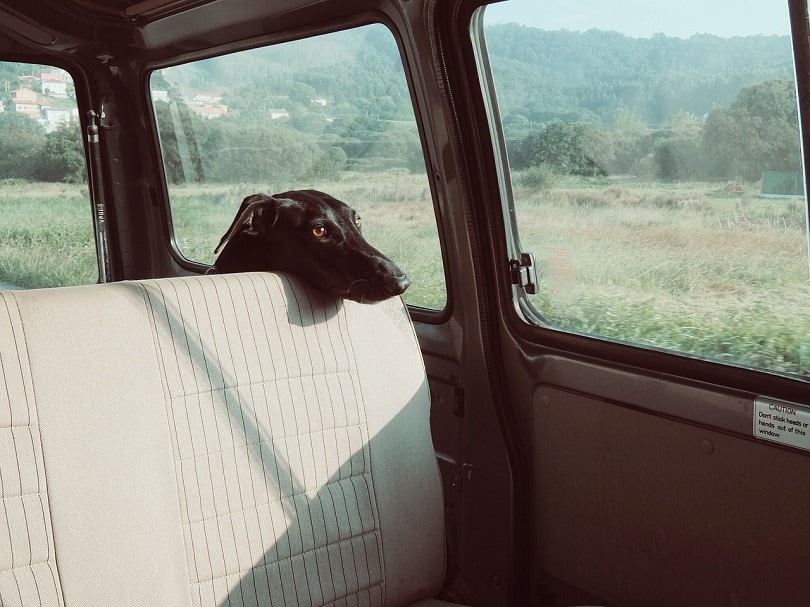 dog in car sad- pixabay