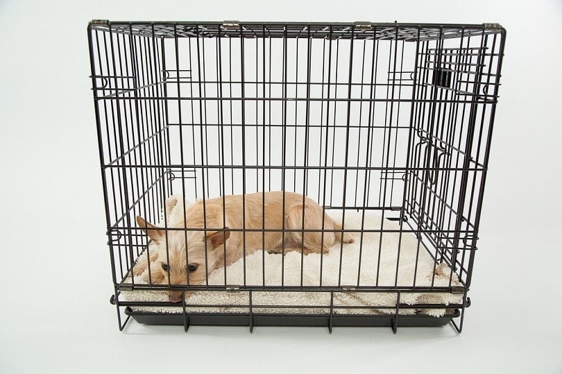 dog in crate thinking