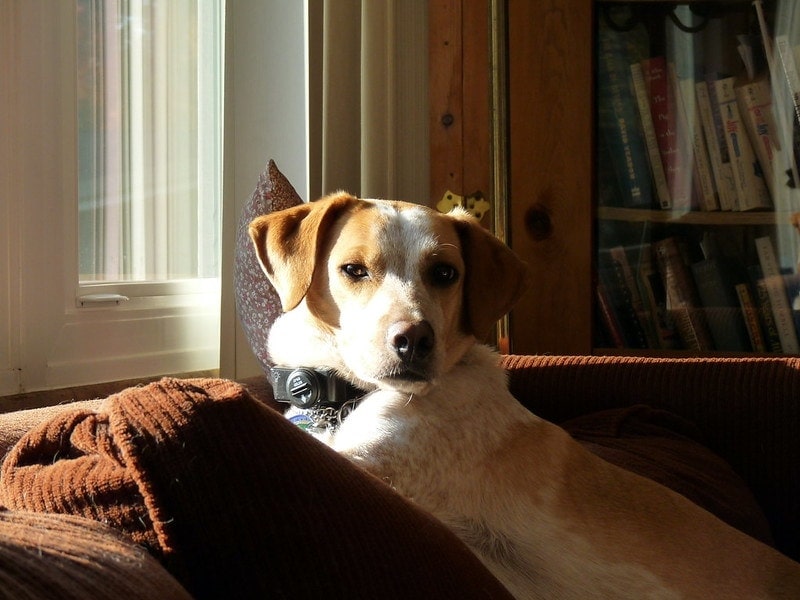 dog in sunshine with shock collar