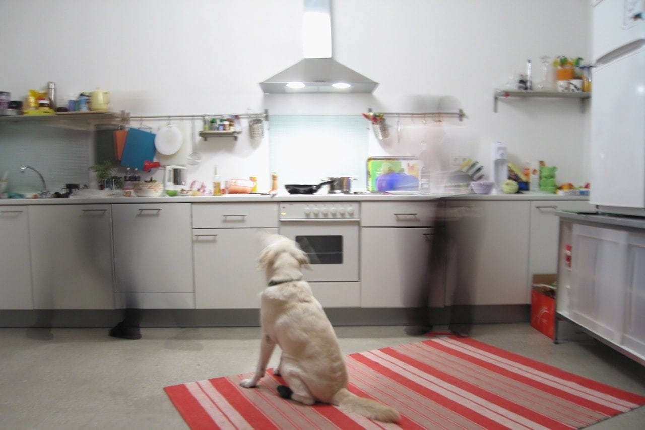 dog in the kitchen