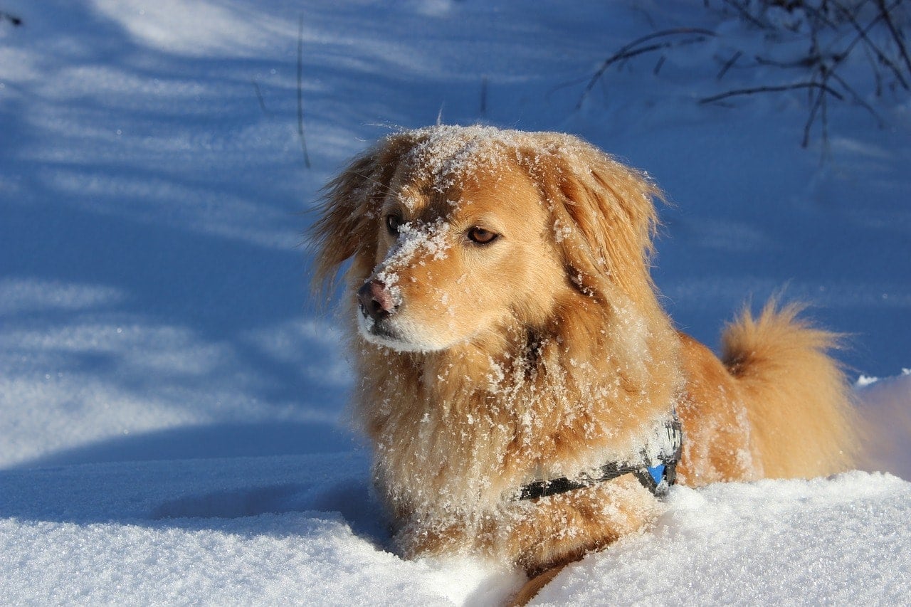 dog in the snow