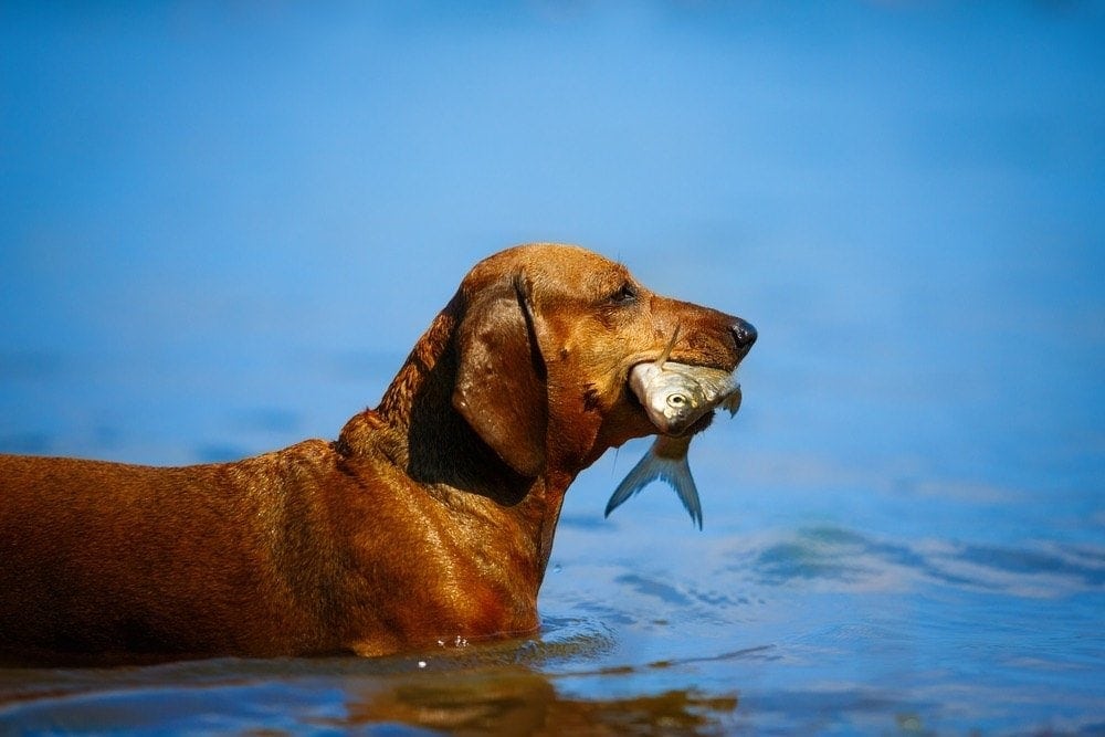 dog in water eating fish