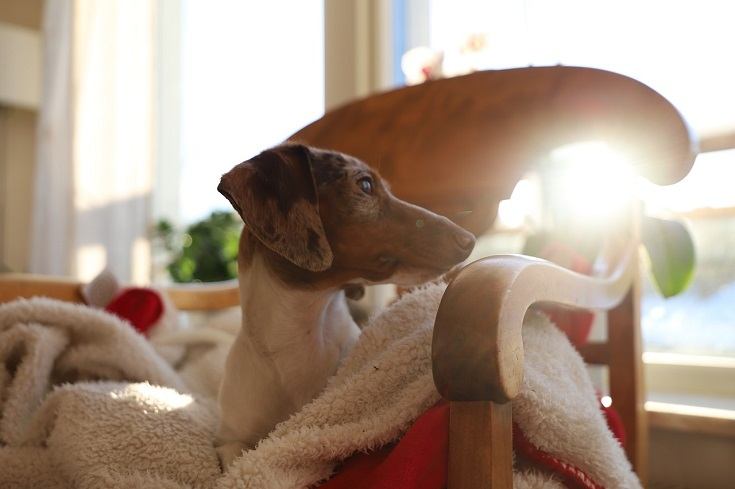 dog indoor
