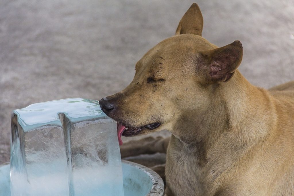 dog licking big ice