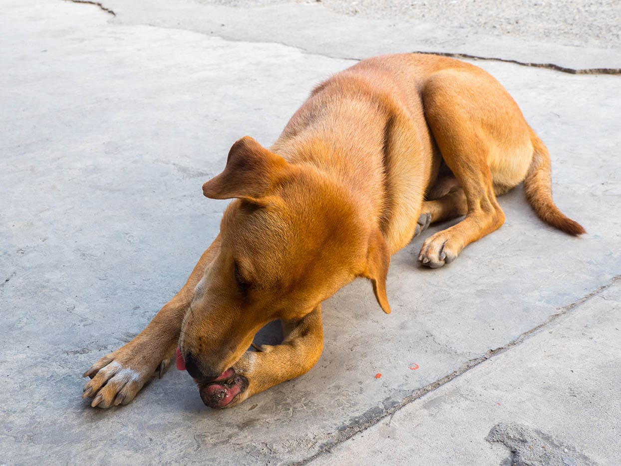 dog licking wound