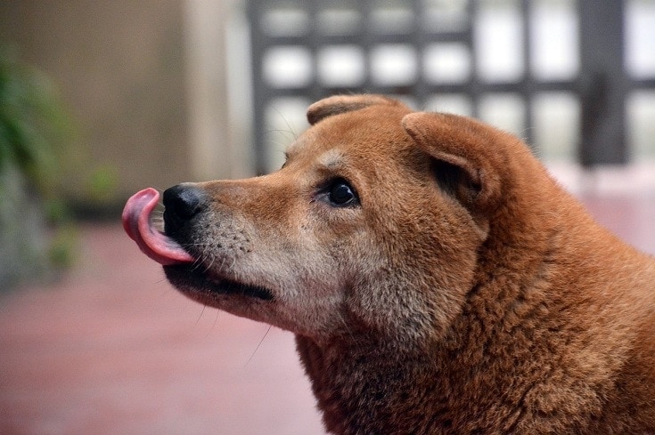 dog licking