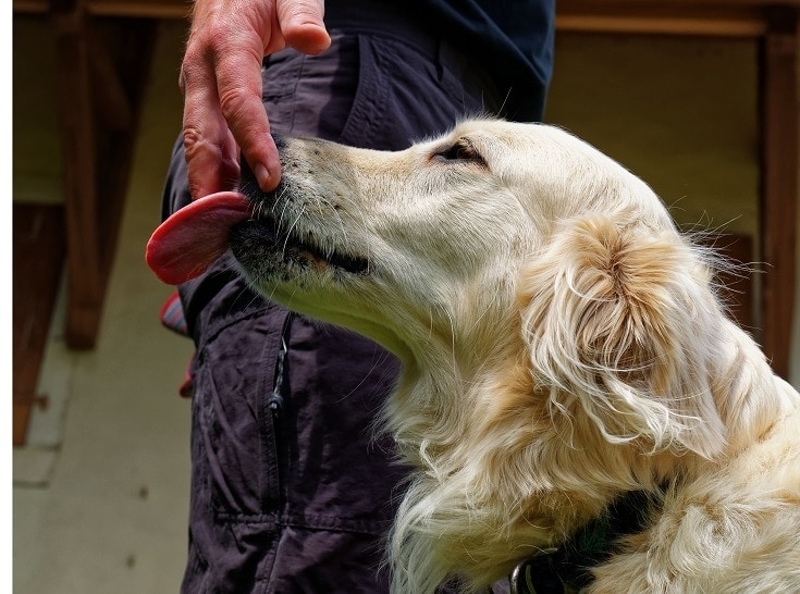 dog licks hand