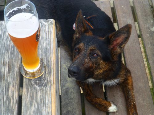dog looking at beer