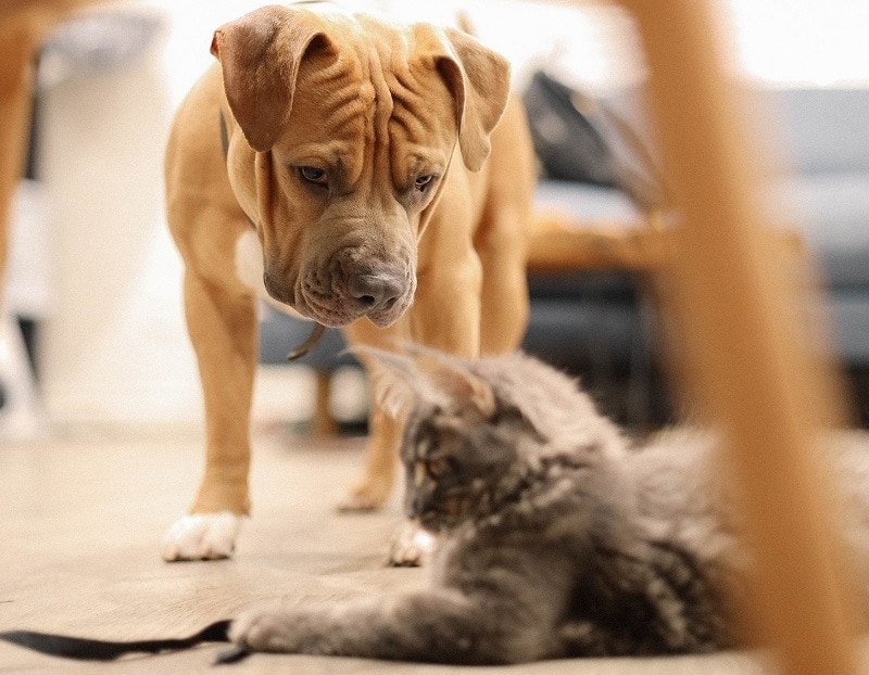 dog looking at cat