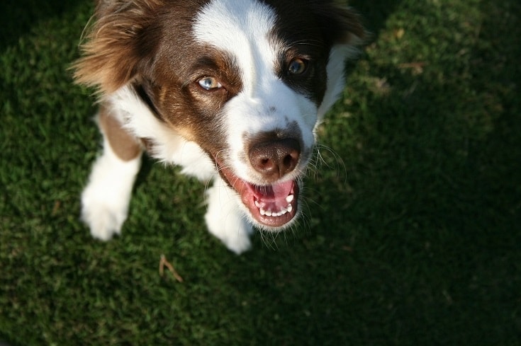 dog looking up