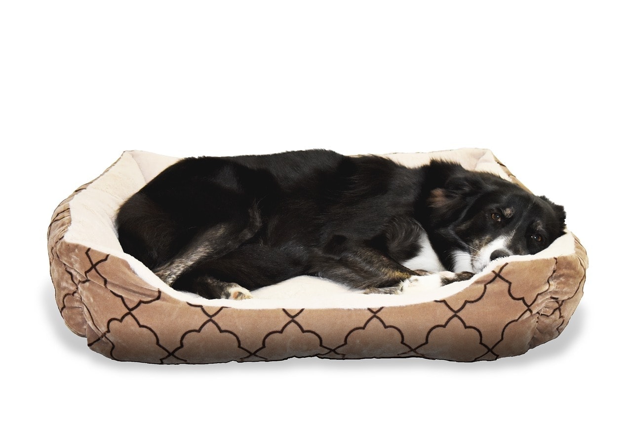 dog lying in suede bed