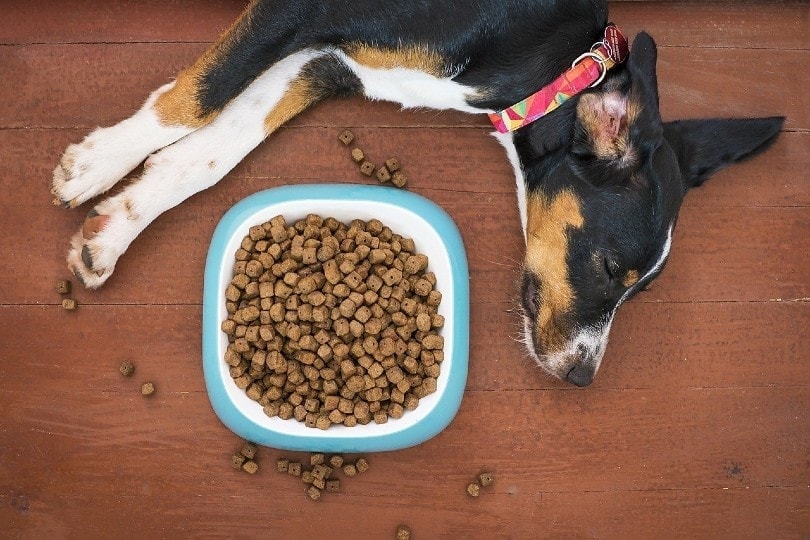 dog napping