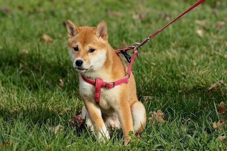 dog not ready to go