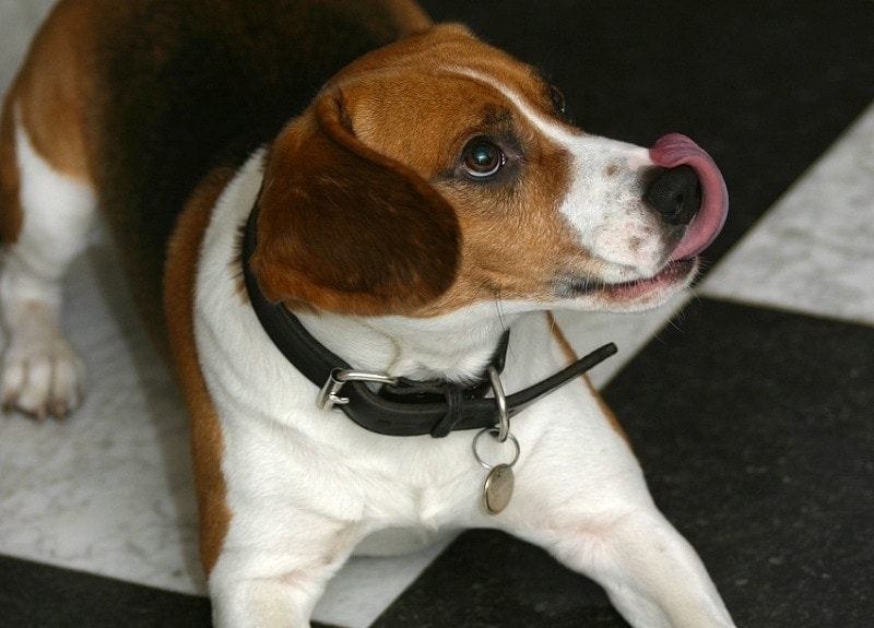 dog on floor