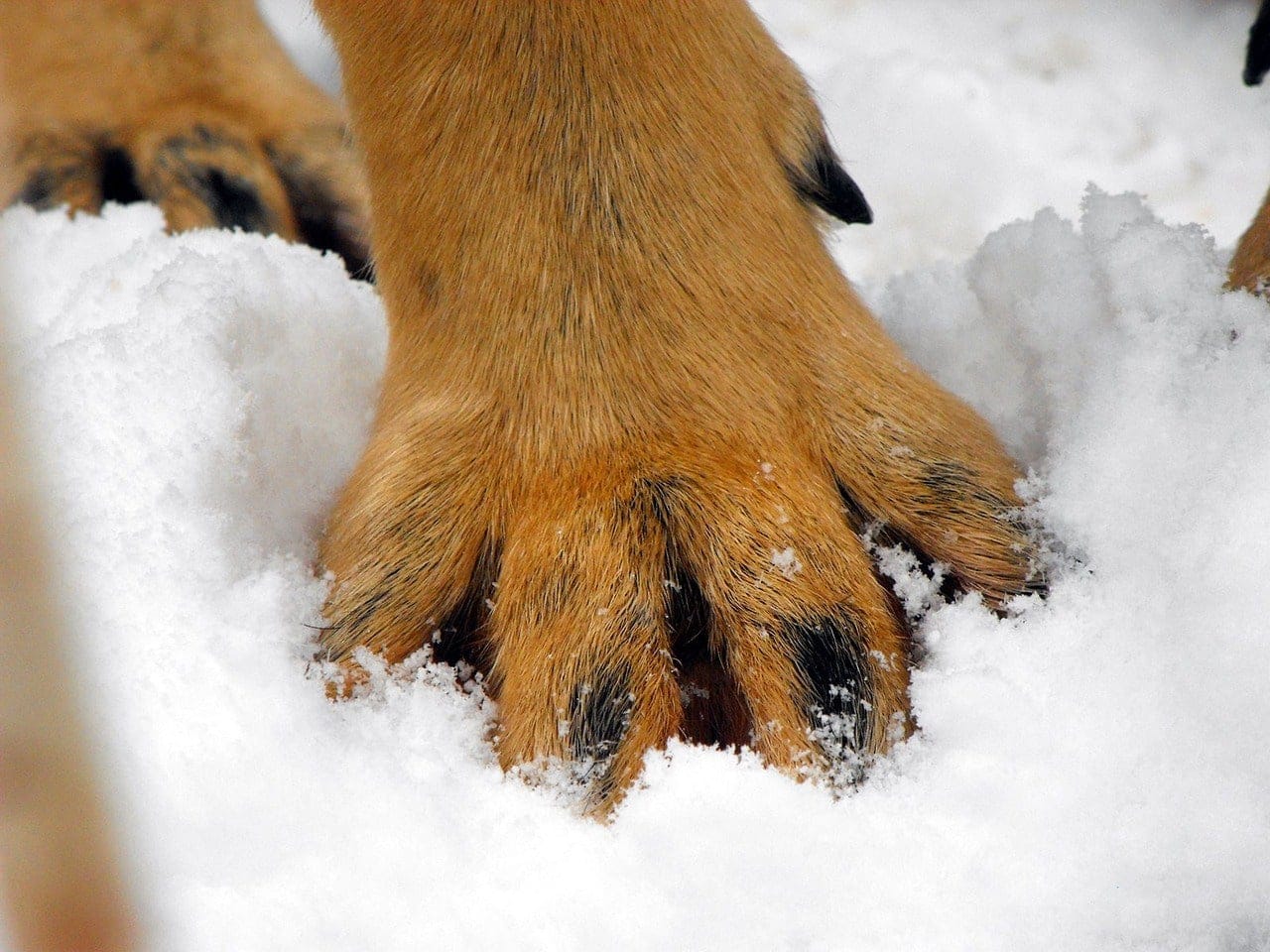 dog paw in the snow