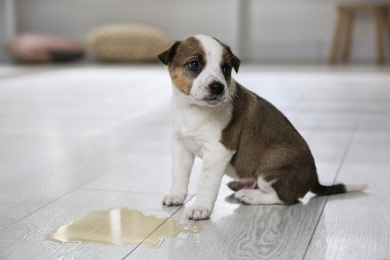 Dog Leaking Urine All of a Sudden: Possible Causes and What to Do (Vet