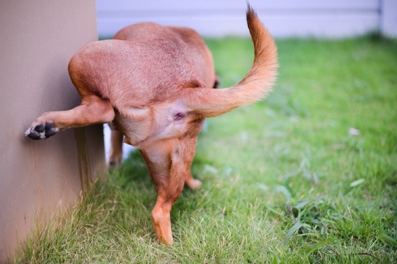 dog peeing on wall