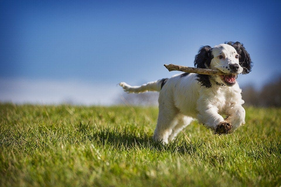 dog playing fetch