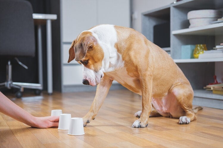 dog playing shell game