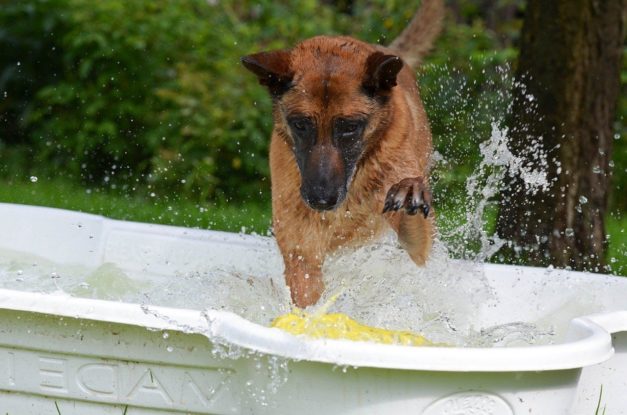 5 Easy Ways to Keep Your Dog Out of the Pool (Expert Tips) | Hepper Pet ...