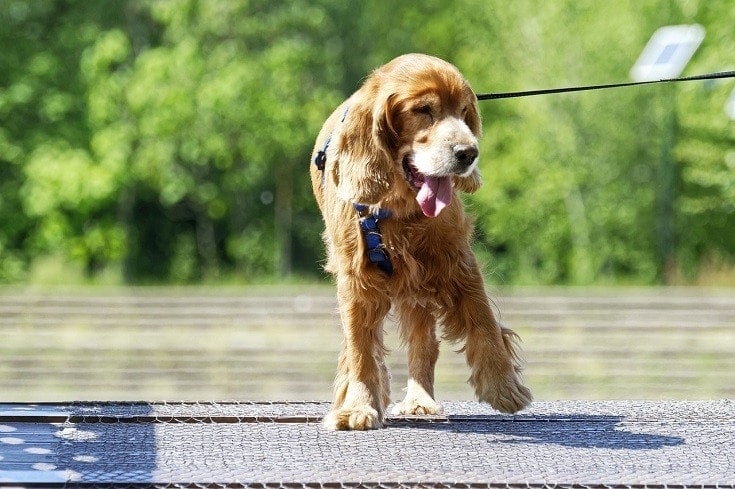 dog pulling leash