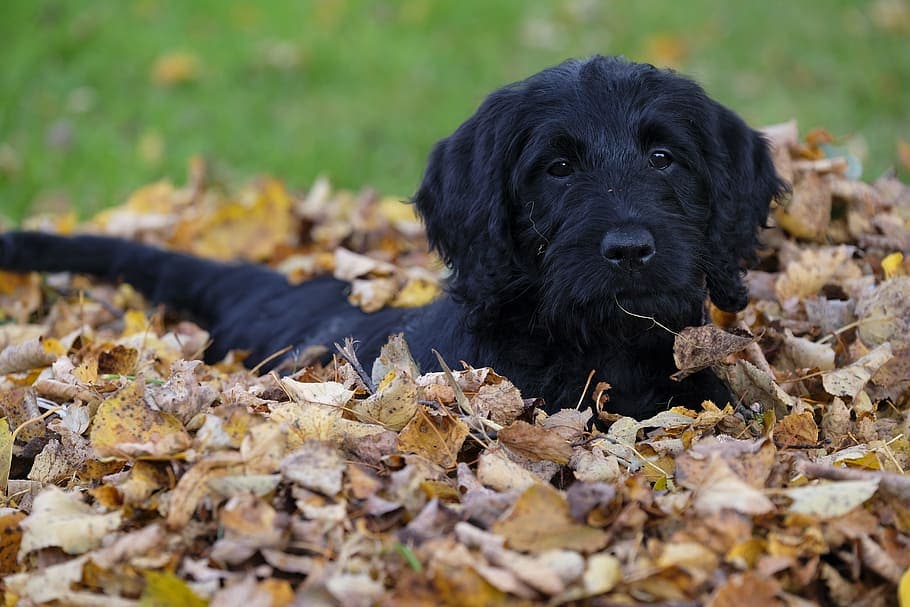 curly coated labrador