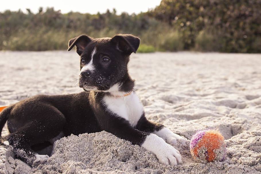 Pit Heeler puppy