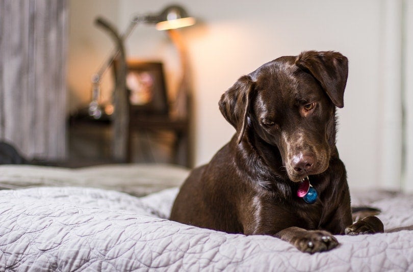 dog relaxing in bed