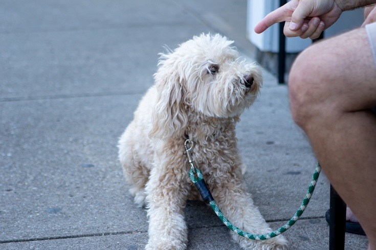 dog scolded