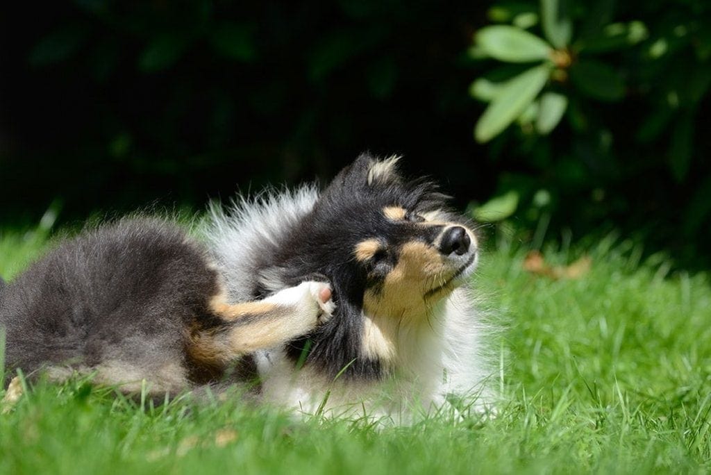 dog scratching on meadow