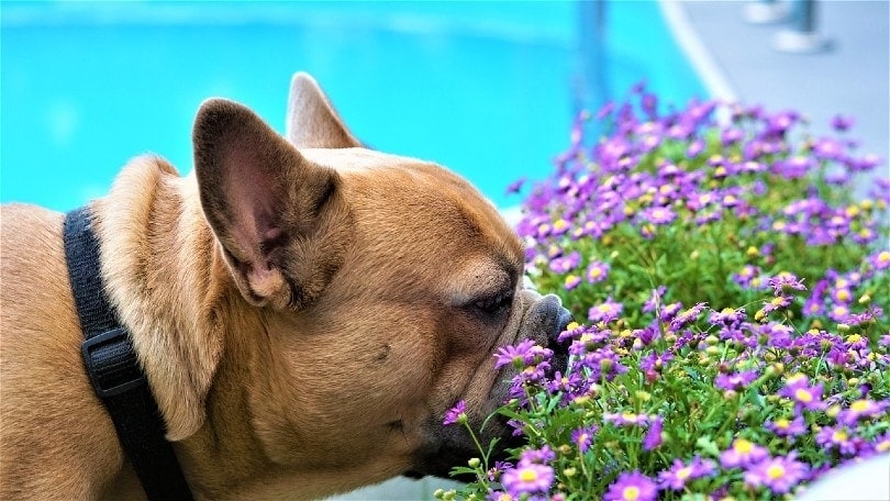 dog smelling flowers outside