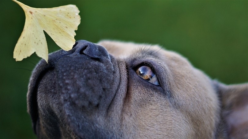 dog smelling leaf