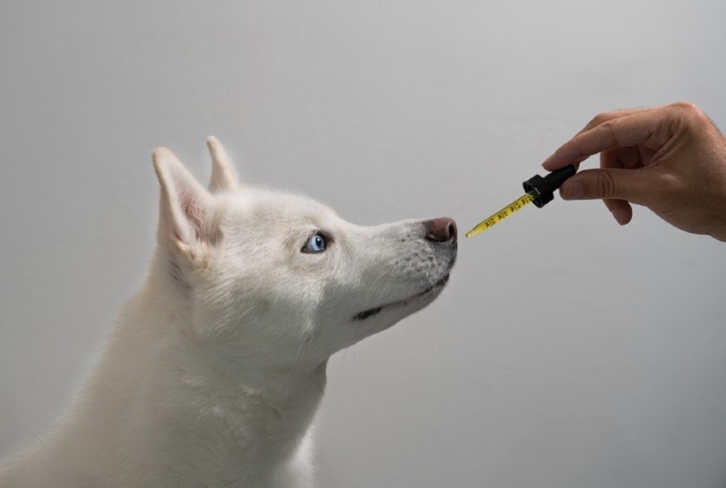 dog taking CBD hemp oil tincture