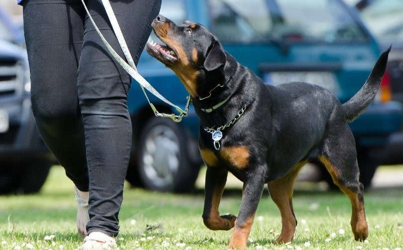 dog training outdoor