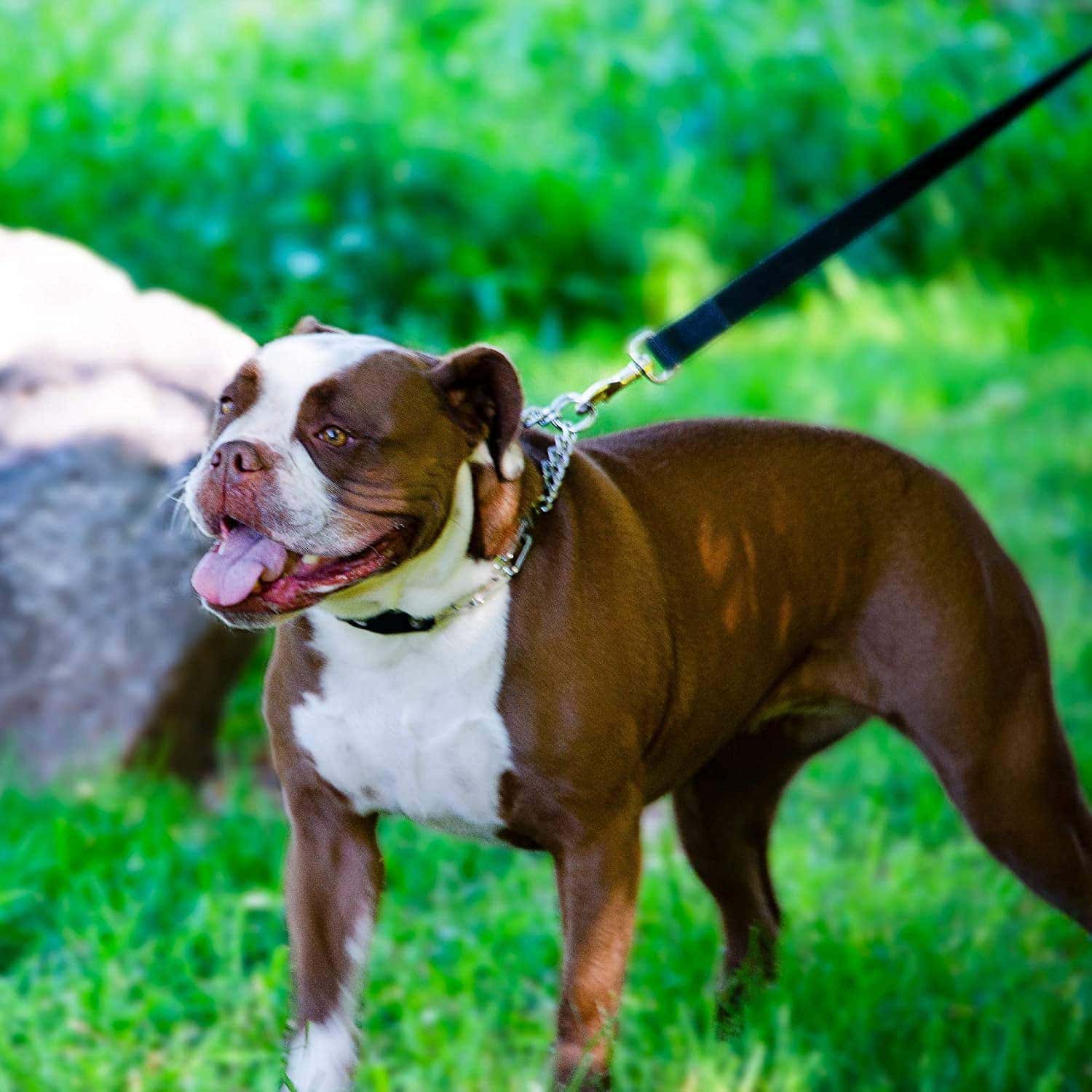 dog wearing Herm Sprenger Chrome Prong Training Collar