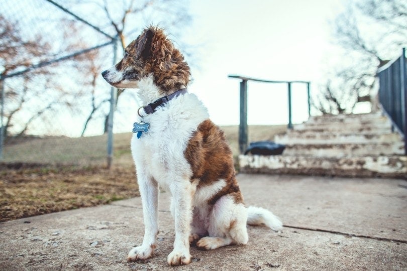 dog wearing a collar