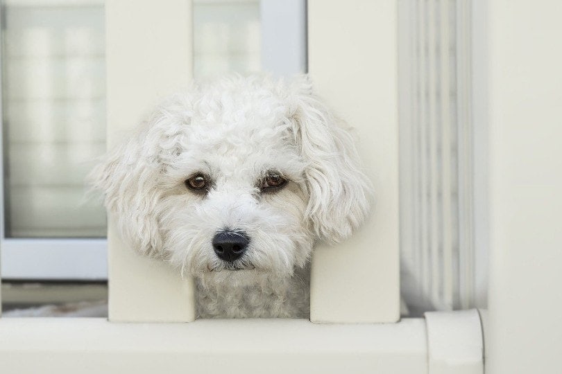 dog with a sad face