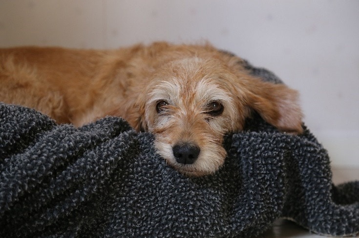 dog with blanket