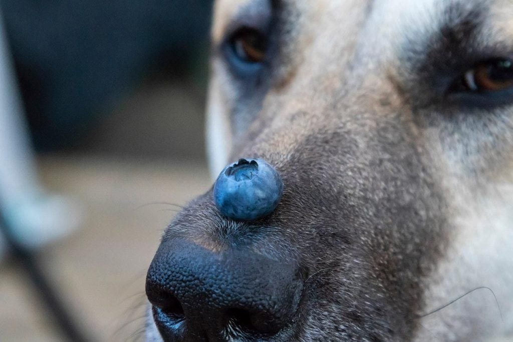 dog with blueberry on its nose