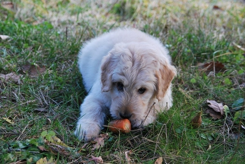 dog with carrot
