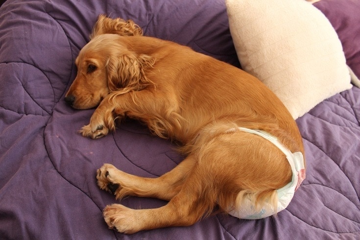 dog with diaper