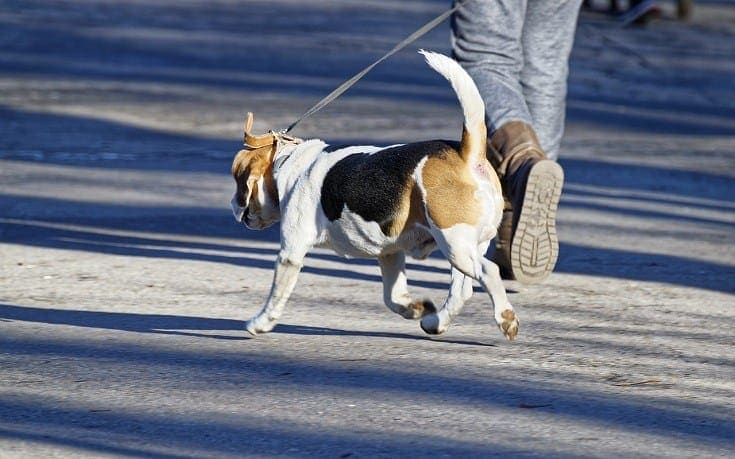 dog with leash exercise